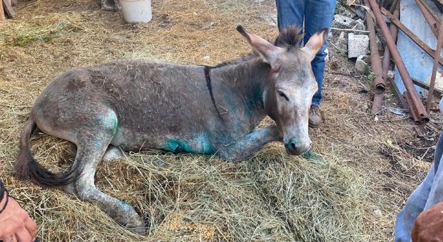 Ζίτσα: Εκτεταμένα και βαθιά τα τραύματα που έχει το γαϊδουράκι - Θα μεταφερθεί στην Αττική