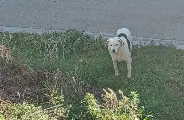 Μήπως αναζητάτε το σκύλο της φωτογραφίας;
