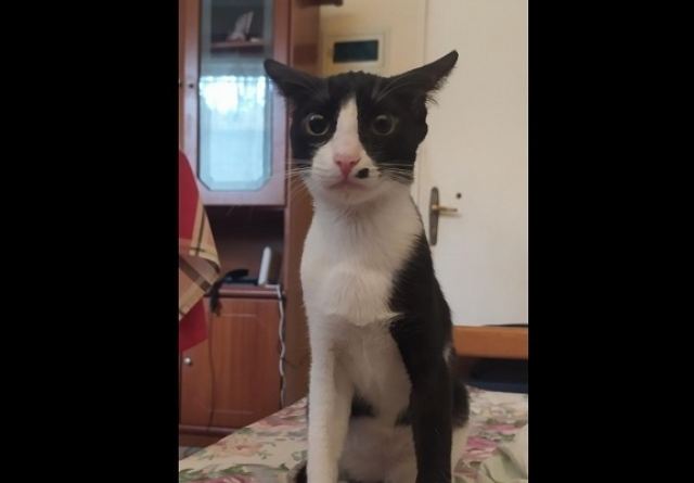 Βρέθηκε το γατάκι της φωτογραφίας - Μήπως το αναζητάτε;