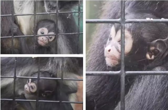 Viral το μαϊμουδάκι «Batman»: Γεννήθηκε με νυχτερίδα στο πρόσωπο