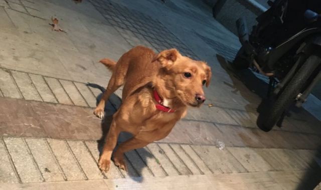 Μήπως ψάχνετε αυτό το σκυλάκι?