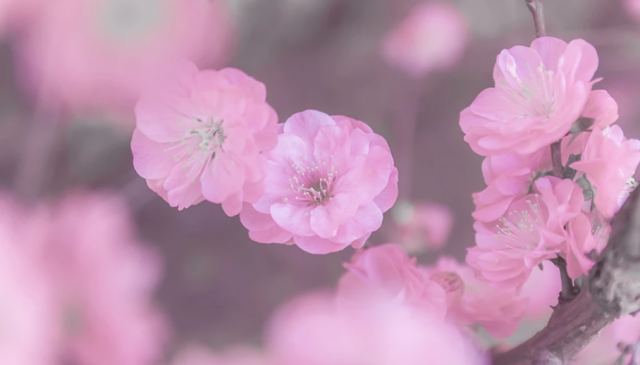 Η ανθισμένη Ιαπωνία στα καλύτερά της