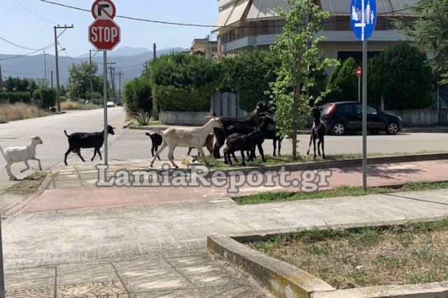 Λαμία: Βγήκαν 