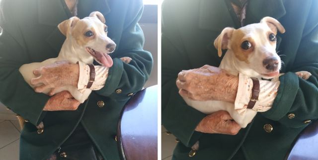 Χάθηκε η σκυλίτσα της φωτογραφίας - Μήπως την είδατε;