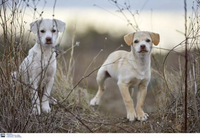 Οι σκύλοι προέρχονται από τουλάχιστον δύο διαφορετικούς πληθυσμούς αρχαίων λύκων