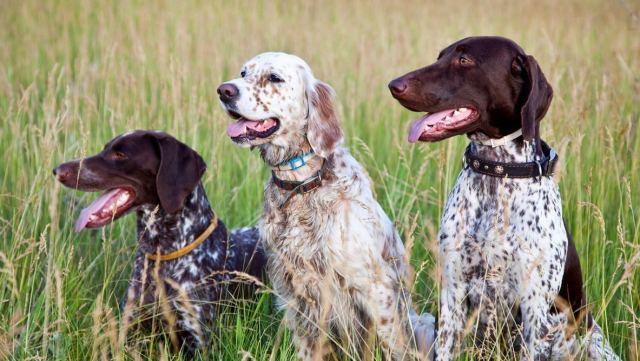 Χάθηκαν δύο κυνηγόσκυλα από την περιοχή Καρουσάτος της Λάρυμνας Φθιώτιδας