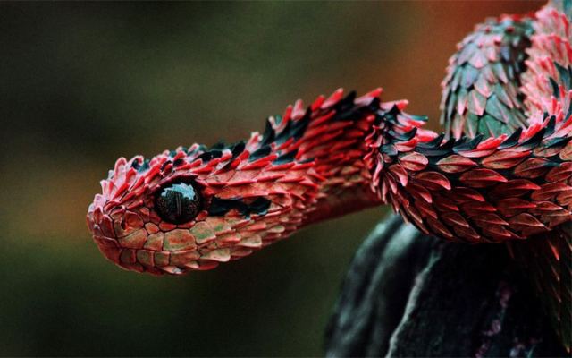 Τα πιο επικίνδυνα φίδια του κόσμου