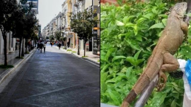 Ιγκουάνα - δραπέτης προκάλεσε αναστάτωση στους δρόμους της Πάτρας