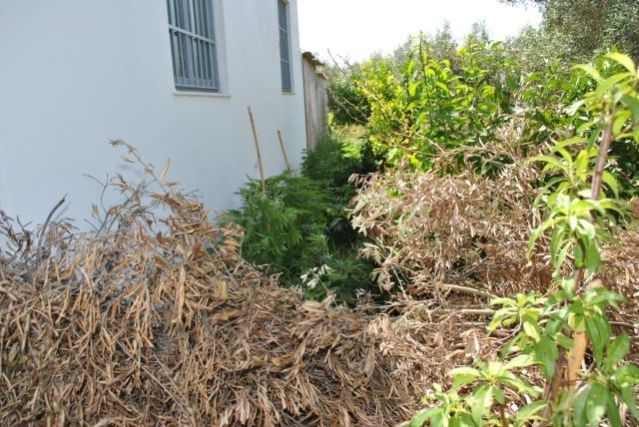 Έπιασαν 52χρονο Λαμιώτη με χασίς