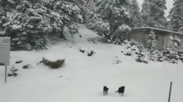 Τους 20 πόντους έφτασε το χιόνι στον Παρνασσό - Δείτε βίντεο
