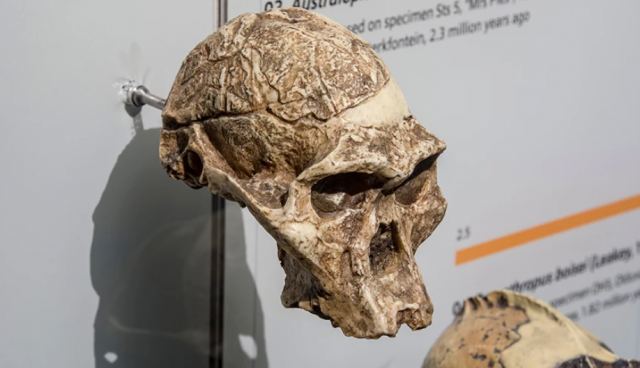 Απολίθωμα γυναίκας των σπηλαίων είναι τελικά ένα εκατομμύριο χρόνια μεγαλύτερο από ό,τι αρχικά θεωρούνταν