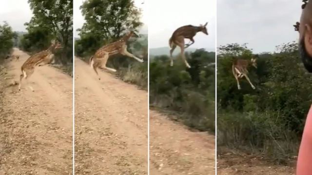 Ελάφι ζήλεψε τον Τζόρνταν και κάνει άλμα που καθηλώνει τα social media