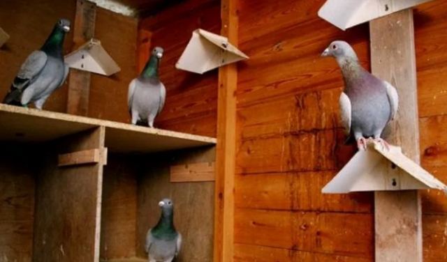 Φυλάκιση 12 μηνών, με αναστολή, σε 50χρονο που αποκεφάλισε περιστέρι