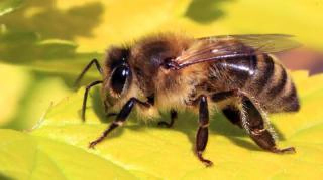 Ημερίδα μελισσοκομίας από τη Νεολαία Τσούκας