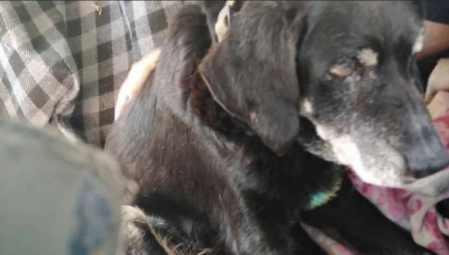 Χανιά: Νέα υπόθεση κακοποίησης ζώου - Έσερναν σκυλί με αυτοκίνητο στην άσφαλτο