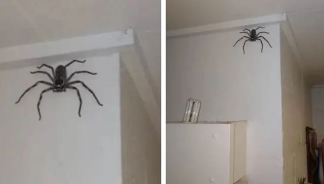 Ούτε σκύλος, ούτε γάτα: Οικογένεια Αυστραλών έχει για κατοικίδιο μια... τεράστια αράχνη κυνηγό, με οκτώ πόδια!