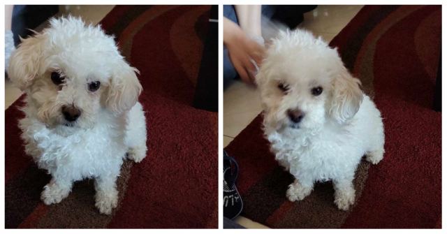 Χάθηκε σκυλάκι στο κέντρο της Λαμίας