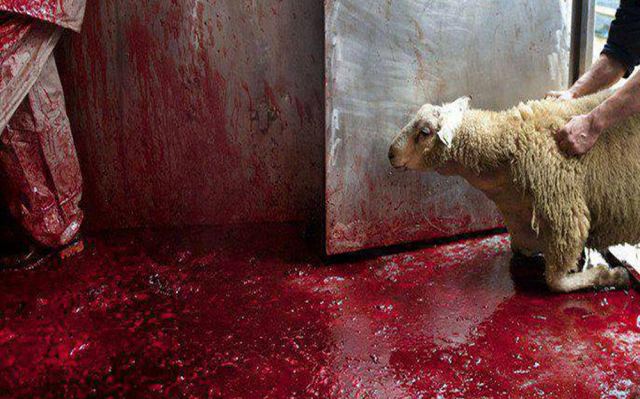 Ο Φιλοζωικός Σύλλογος Φθιώτιδας  καταγγέλει τις 