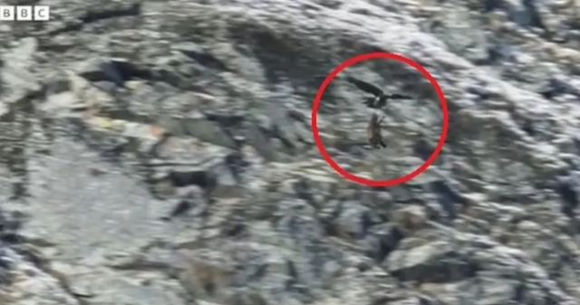 Frozen Planet II: Χρυσαετός σκοτώνει αγριόγιδο - Μια σκληρή σκηνή από τη φύση που κόβει την ανάσα