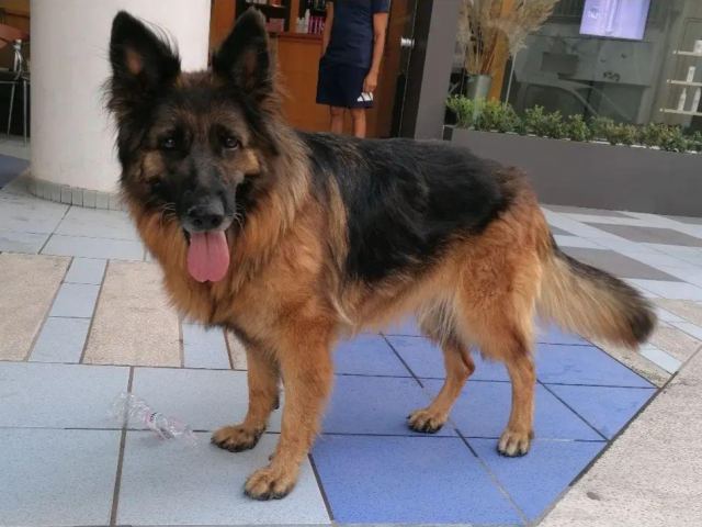 Μήπως ψάχνετε το λυκόσκυλο της φωτογραφίας?