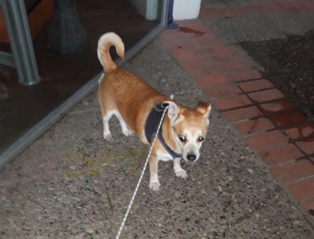 Μήπως ψάχνετε το σκυλάκι της φωτογραφίας?