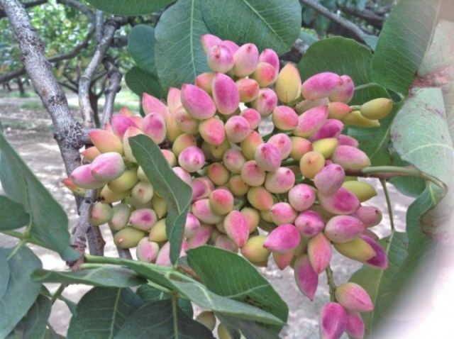 Βραδιά φυστικού και πάλι στο Μώλο