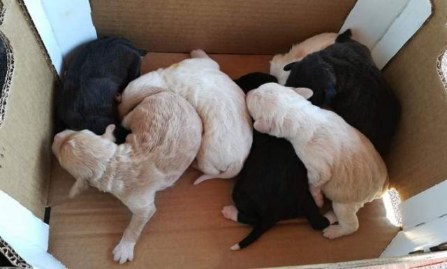 Πεταμένα κουτάβια στα σκουπίδια