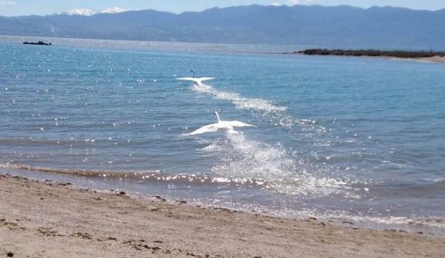 Στυλίδα: Επέστρεψε στο φυσικό του περιβάλλον ο τραυματισμένος κύκνος