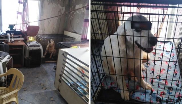 Εξοργιστικές εικόνες από το βρώμικο διαμέρισμα στη Θεσσαλονίκη με τα 16 σκυλιά σε κλουβιά