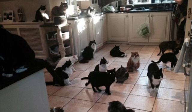 Υγειονομική βόμβα το σπίτι 51χρονης στη Θεσσαλονίκη: Ζούσε με 40 γάτες και τα περιττώματά τους