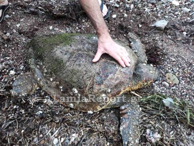 Έτσι έσωσαν την «Νεκταρία» δύο φίλοι στην Αγ. Μαρίνα Στυλίδος - ΒΙΝΤΕΟ