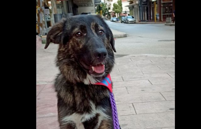 Η γλυκιά Μάντυ ψάχνει την παντοτινή της οικογένεια!