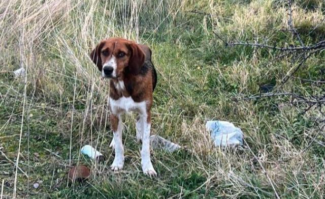 Μήπως ψάχνετε το σκυλάκι της φωτογραφίας;