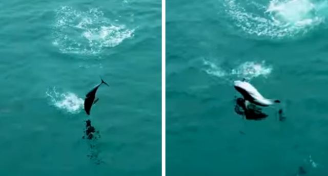 Παιχνιδιάρικα δελφίνια που κλέβουν την παράσταση