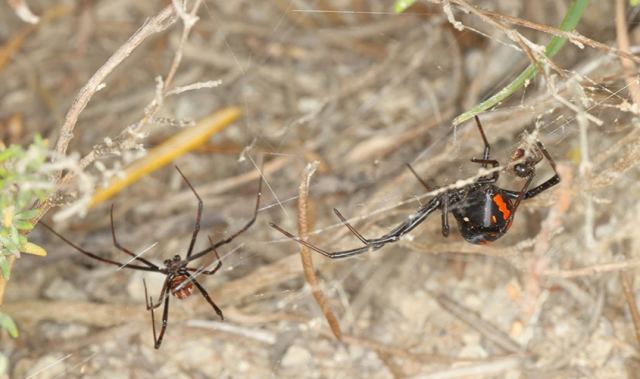 «Άρχισα να τρέμω»: Νόμιζε ότι είχε πιει νοθευμένο ποτό, αλλά τελικά τον είχε τσιμπήσει αράχνη