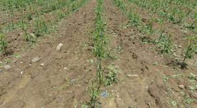 Δήμος Δομοκού: Αναγγελία ζημιάς στον ΕΛΓΑ