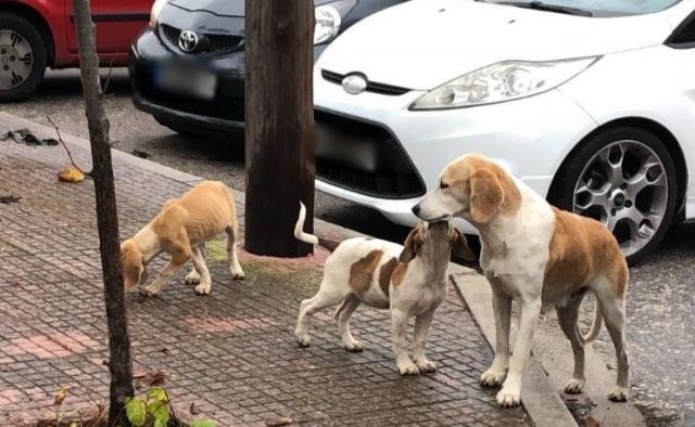 Σκυλίτσα με 5 κουταβάκια χρειάζονται τη βοήθεια μας