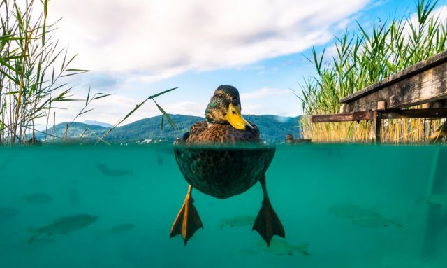 Το Σύνδρομο της Πάπιας: Τι είναι, τα συμπτώματα και οι τρόποι θεραπείας