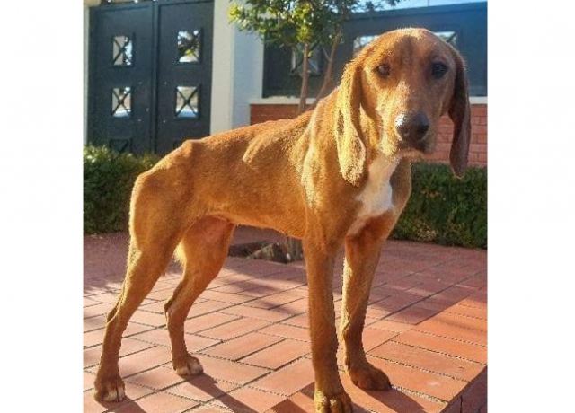 Ψάχνουμε την όμορφη κανελί σκυλίτσα