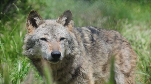 Χορεύοντας με τους… λύκους, έξω απ’ την Ελάτη - Μοναδικές εικόνες