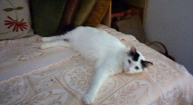 Χάθηκε γατούλα - Μήπως την είδατε?