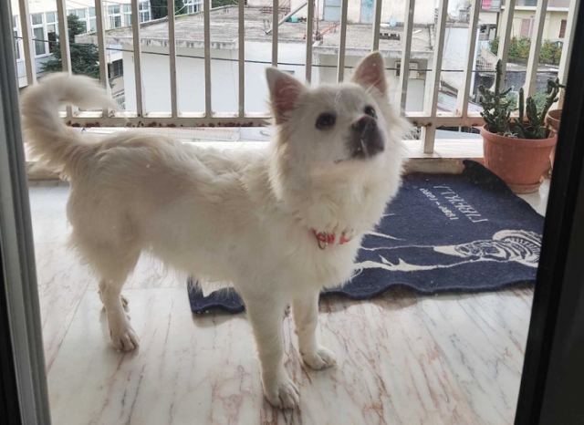 Βρέθηκε το σκυλάκι της φωτογραφίας