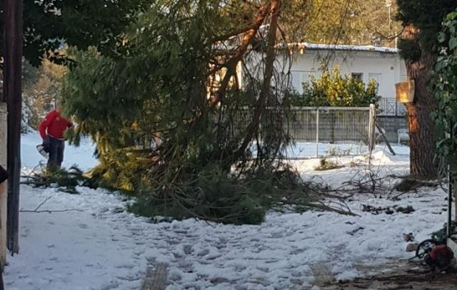 Γλύφα: Δέντρο έπεσε σε καλώδιο