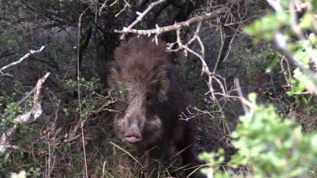 Τον βρήκε ο θάνατος στο καρτέρι για αγριογούρουνα