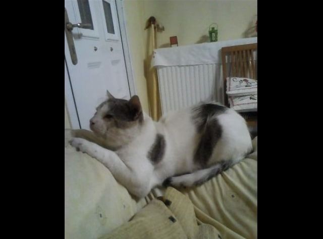 Χάθηκε ο γάτος της φωτογραφίας - Μπορείτε να βοηθήσετε;