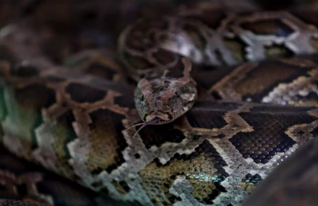 Πύθωνας 98 κιλών το βαρύτερο φίδι στον κόσμο – Εντοπίστηκε στην Φλόριντα