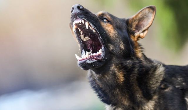 Άγρια επίθεση αδέσποτου σκύλου σε μικρό κορίτσι - Ξεσπάει ο πατέρας της που την έσωσε