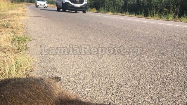 Φθιώτιδα: Κοπάδι από αγριογούρουνα προκάλεσε νέο τροχαίο (ΒΙΝΤΕΟ)