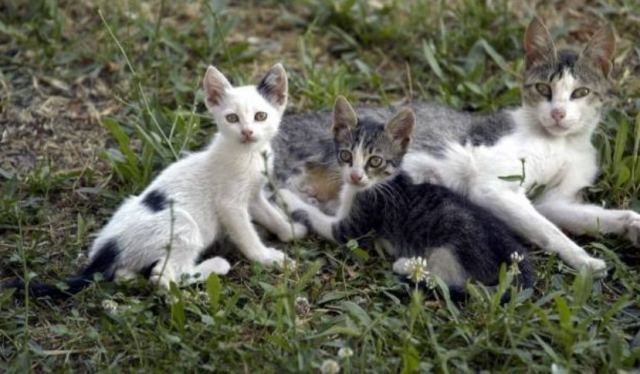 Καταγγελία για φόλες στο Συνοικισμό Ευρυτάνων