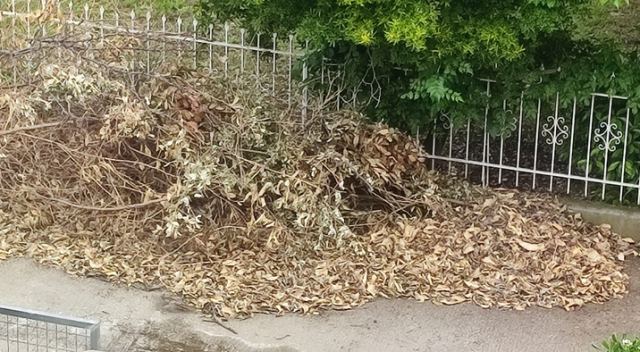 Αδιαφορία του Δήμου για κομμένα κλαδιά